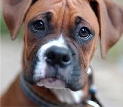 Boxer