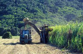 Title Sugar cane harvesting