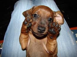 Dachshund