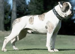 The American Bulldog originated as a