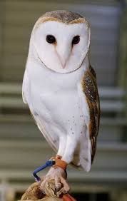 Animal Bytes Barn Owl