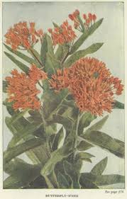 http://chestofbooks.com/flora-plants/Neltje-Blanchan/Wild-Flowers-Worth-Knowing/images/butterfly-weed.jpg