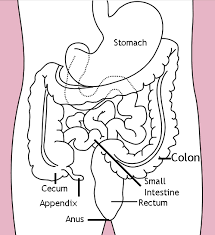 appendix; vermiform appendix 