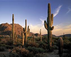 Scottsdale, Arizona 85255