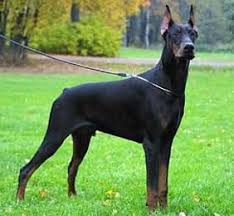 Doberman Pinscher Dobermann