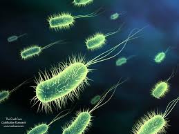bacteria and the