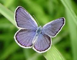 male Karner blue butterfly resting
