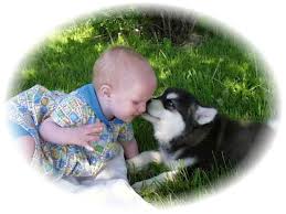Gentle giant an Alaskan malamute