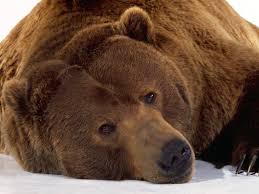 Lifes a Bear