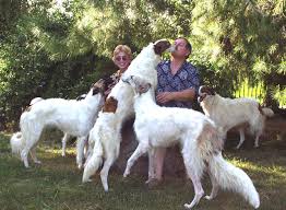 Borzoi lounge on their favorite