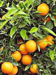 sinaasappel pronunciation
