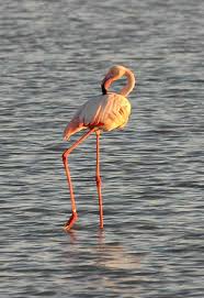 Greater Flamingo in Makgadikgadi