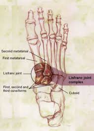  the Lisfranc joint and complex.