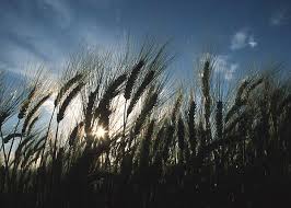 Food crops already feel the heat as