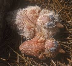 is a normal pied ringneck squab.