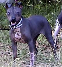 Terrier aka Hairless Rat Terrier