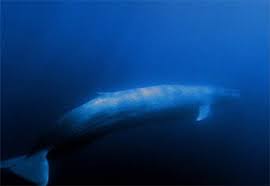 Photo Underwater view of a blue