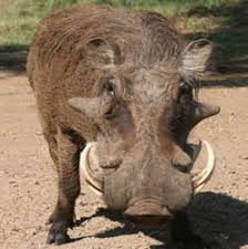 Wild Boar Hunting x26middot Boar Hunting