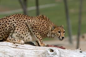 Cheetah