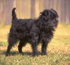 Affenpinscher