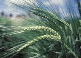 Scotch Barley
