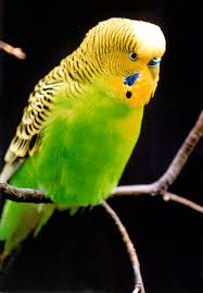 Budgerigar