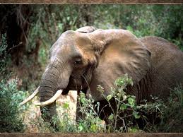 elephant pictures