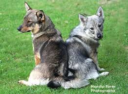 Swedish Vallhund