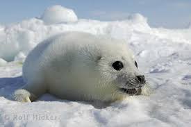Picture of Cute Baby Animals