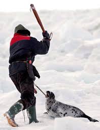 Image Hunter killing a <b>seal</b> Picture