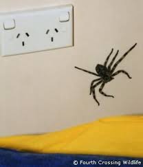 Banded Huntsman Spider