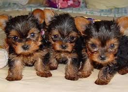 Female Dog Names Find A Perfect