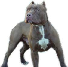 pit bull terriers,