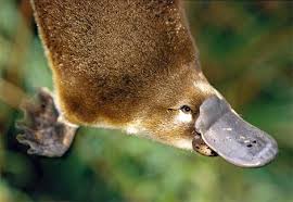 Photo: View of a platypus from above