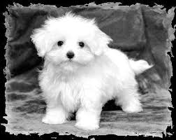My Maltese think that they are big