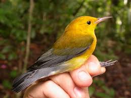 Teeny Phones for Tweety Birds