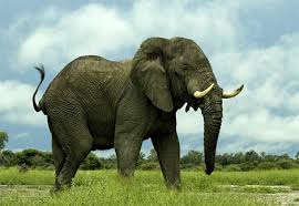 Photo African elephant