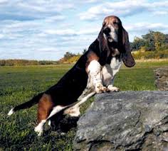 A scenthound