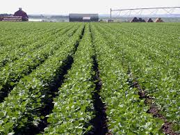 44 Crops