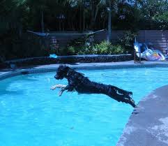  specialist Portuguese Water Dog 