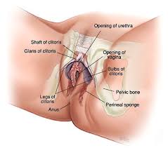 clitoral anatomy illustration