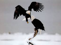 Photo Gallery: Bald <b>Eagles</b>
