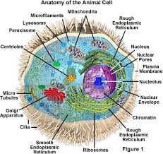Anatomy of the Animal Cell