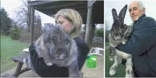 THE RABBIT WITH THE HUGE FEET IS THE