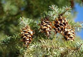 Cones of Pseudotsuga menziesii