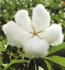 The x26quot cotton boom x26quot was an increase in