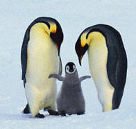 Penguins Penguins