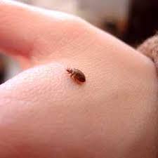 Since bedbugs can be