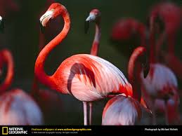 Greater Flamingo Picture