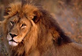 Photo Close up of an African lion